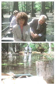 Swamp.26.jpg (11263 bytes)